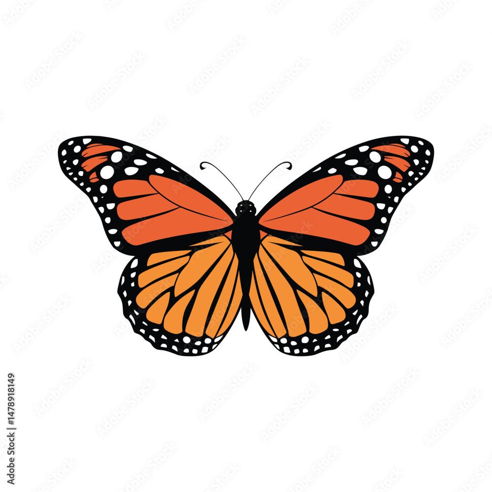 Fototapeta premium Monarch Butterfly Vector Illustration on White Background