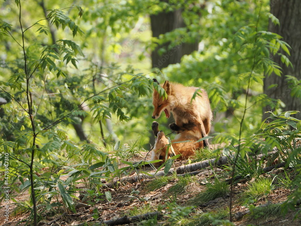 Obraz premium 親子のキタキツネ