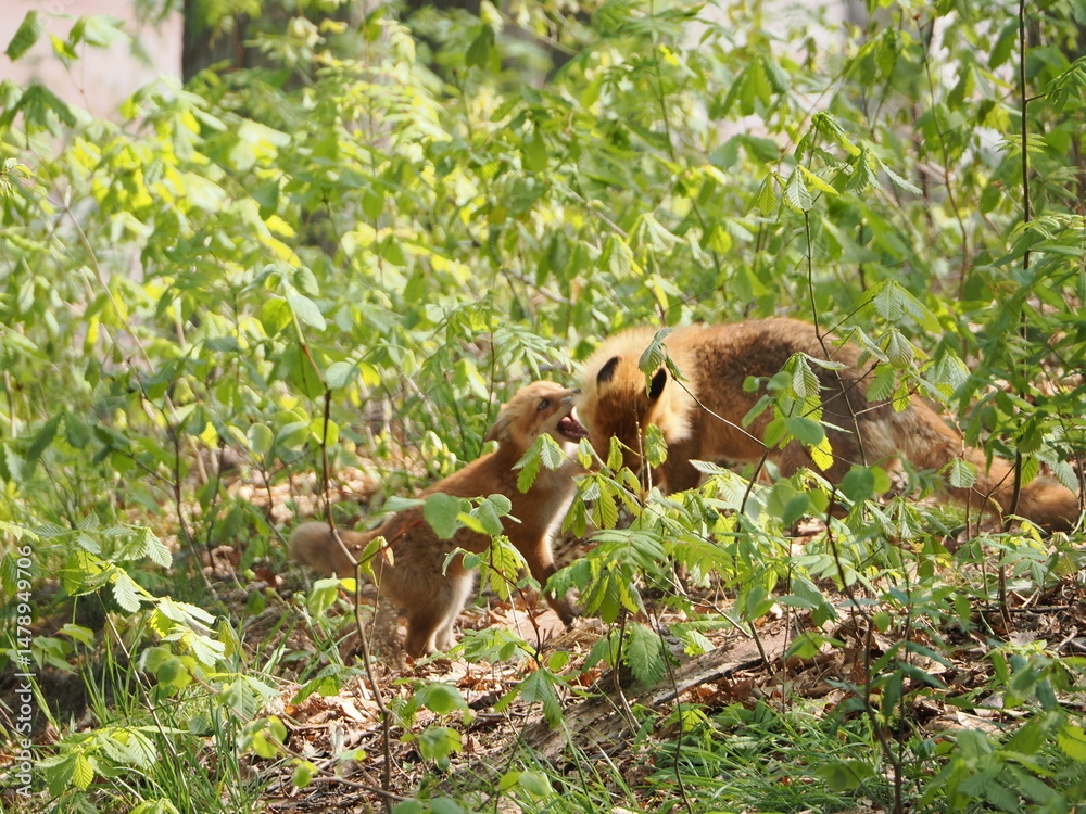Obraz premium 親子のキタキツネ