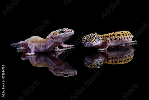 a pair of leopard geckos isolated on black with reflection, eublepharis macularius