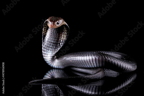 Black cobra snake isolated on black, cobra in ready to attack position, Naja sputatrix