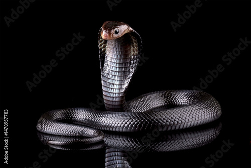Black cobra snake isolated on black, cobra in ready to attack position, Naja sputatrix