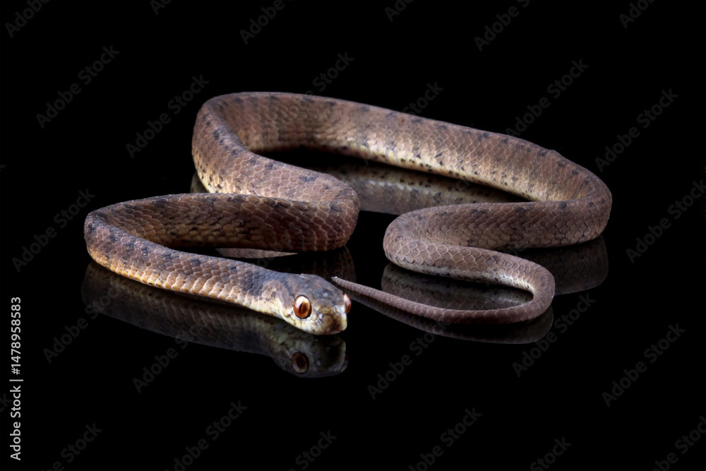 Obraz premium a snail-eating snake isolated on black background, Pareas carinatus