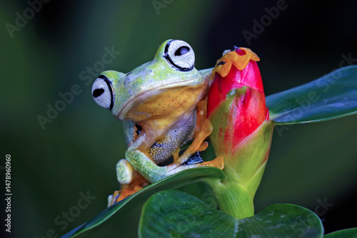 Beautiful tree frogs with colorful flower buds, Flying javanese frog, rhacophorus reinwardtii