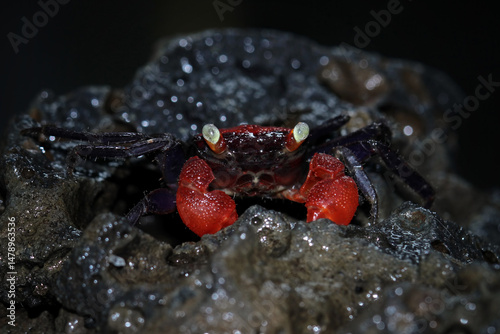 Vampire crab sitting on a beach coral
