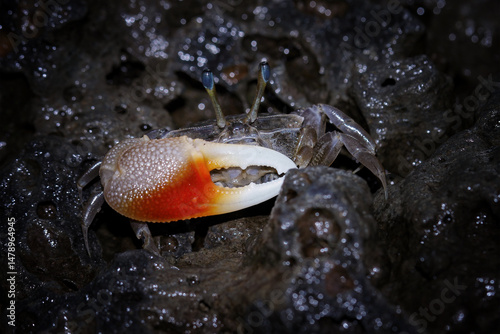 A fiddler crab on a coral photo