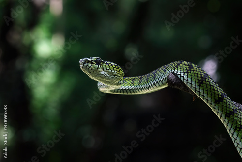 Close-up of a head Sumatran pit viper on a branch, Trimeresurus sumatranus