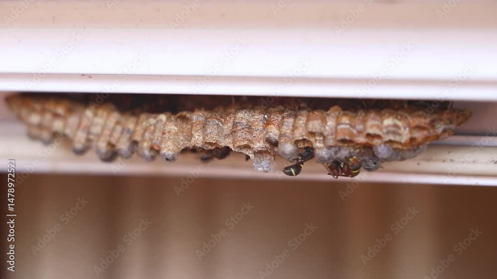 A close-up video of a wasp's nest in a white aluminum window frame ...