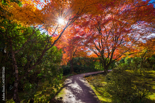 京都　将軍塚青龍殿の紅葉