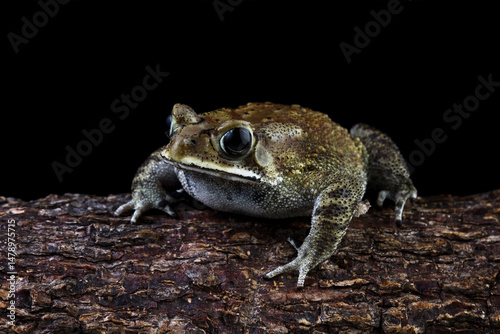 Asian common toad sitting on a wood, Duttaphrynus melanostictus, Asian black-spined toad ,common Sunda toad, and Javanese toad isolated on black background