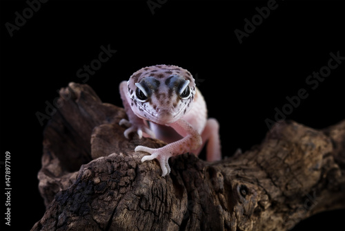 Baby leopard gecko crawling on wood, eublepharis macularius  isolated on black background