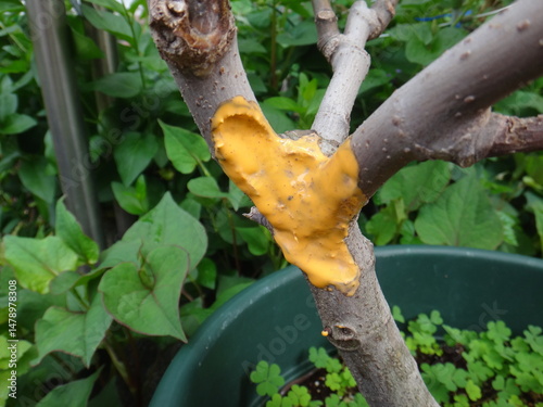 fig tree with hole sealed with healing agent