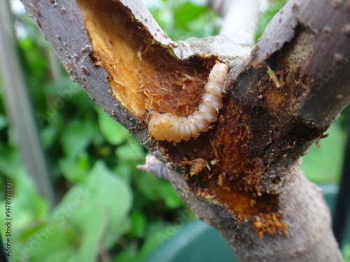 longhorn beetle larva eating a fig tree