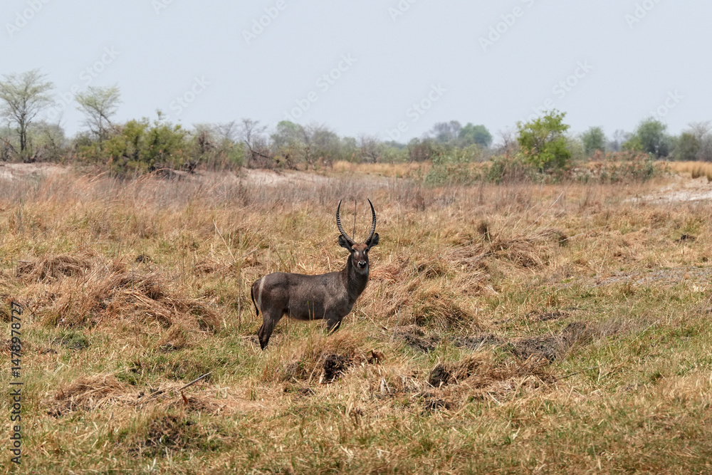 Fototapeta premium Kuhantilope in der Wildnis