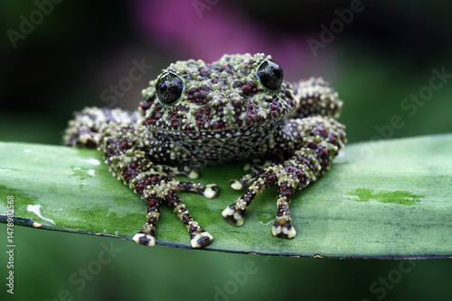 Vietnamese mossy frog sitting on a leaves, Theloderma corticale