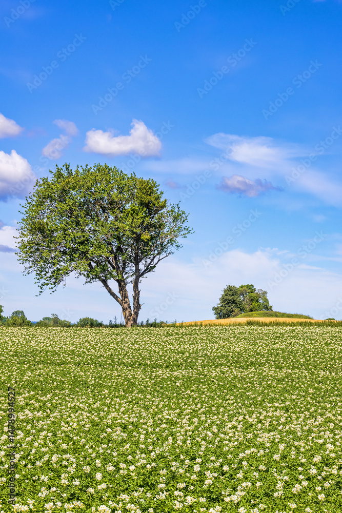 Obraz premium Flowering potato field with a lush green tree in the summer