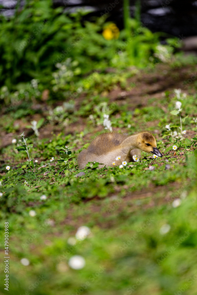 Canadian gosling on grass field