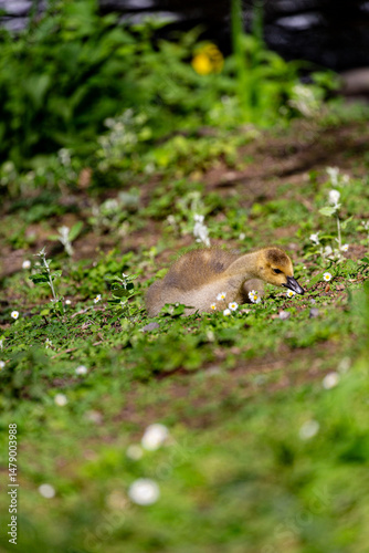 Obraz na płótnie Canadian gosling on grass field w salonie