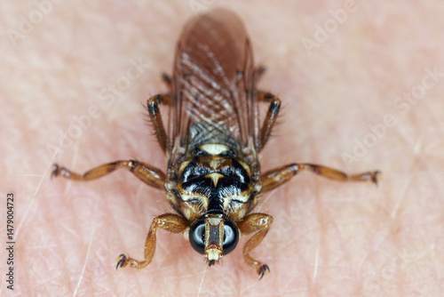 New Forest fly (Hippobosca equina). A parasite that drinks the blood of animals and humans. An insect on human skin.