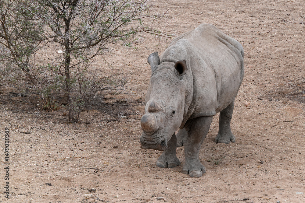 Fototapeta premium Breitmaulnashorn in naher Aufnahme mit Kopf und Horn