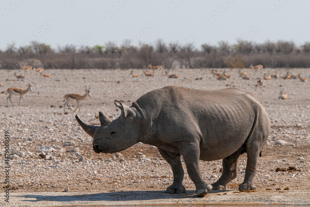 Obraz premium Spitzmaulnashorn an einer Wasserstelle in Etosha