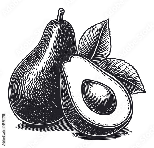 Vintage Style Avocado and Pear Illustration for Culinary Designs