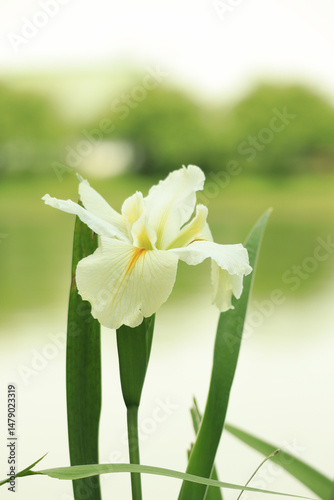 水辺の花菖蒲