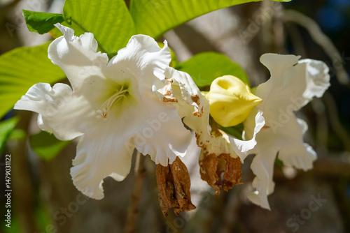 Beaumontia grandiflora Wall. Herald Trumpet, Easter Lily Vine( Beaumontia grandiflora Wall.) photo