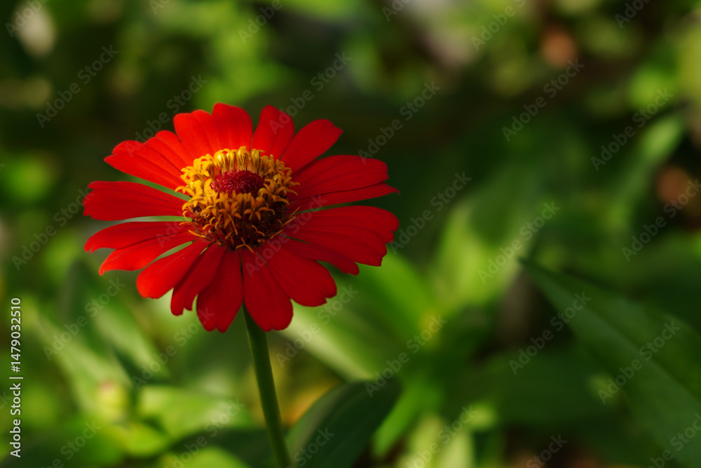 Zinnia, Zinnia flower, Zinnia violacea Cav,Orange flower, Z. elegans Jacq, Zinnia, Zinnia flower, Zinnia violacea Cav,Orange flower, Z. elegans Jacq,