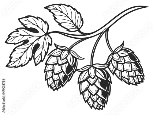 Hop Plant Line Drawing – Black and White Botanical Illustration of Humulus Lupulus