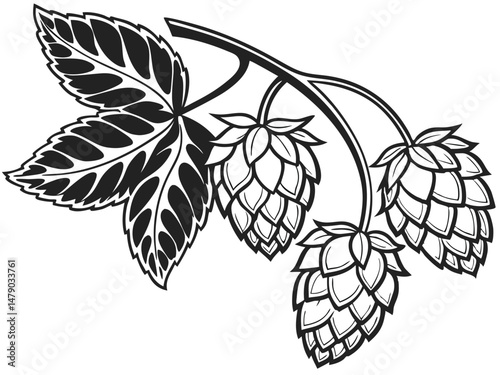 Hop Plant Line Drawing – Black and White Botanical Illustration of Humulus Lupulus