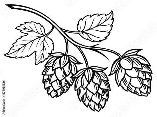 Hop Plant Line Drawing – Black and White Botanical Illustration of Humulus Lupulus