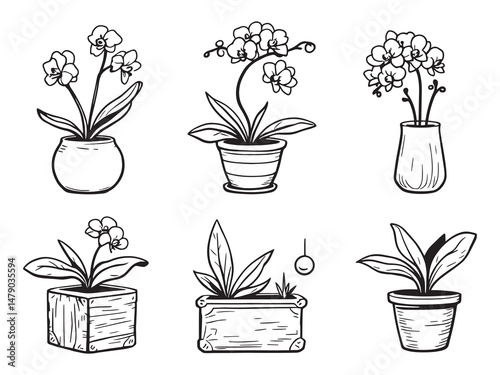 Orchid Planter Line Art Illustration