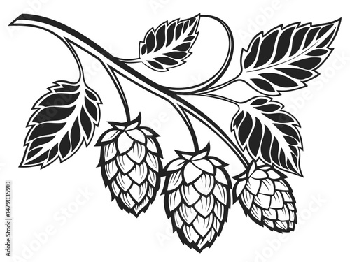 Hop Plant Line Drawing – Black and White Botanical Illustration of Humulus Lupulus