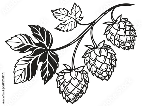 Hop Plant Vector Set – Detailed Black and White Botanical Line Art of Humulus Lupulus
