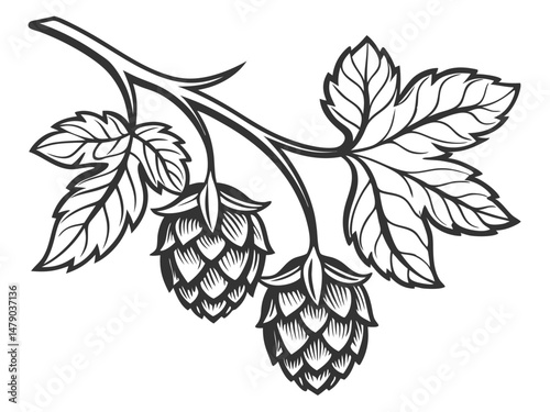 Hop Plant Vector Set – Detailed Black and White Botanical Line Art of Humulus Lupulus