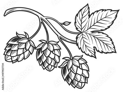 Hop Plant Vector Set – Detailed Black and White Botanical Line Art of Humulus Lupulus