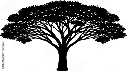 Rain tree isolated on white background. Tropical tree