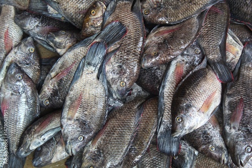 Photography fresh tilapia Mossambica fish sale in fish market