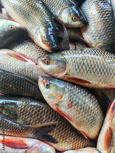 Canvas Print heap of freshly harvested rohu carp fish ready for sale in Indian fish market