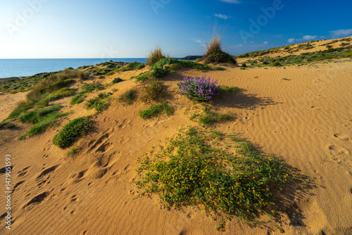 Fototapeta Naklejka Na Ścianę i Meble -  Sand dunes and vegetation at Spiaggia di Torre dei Corsari, Sardinia, Italy