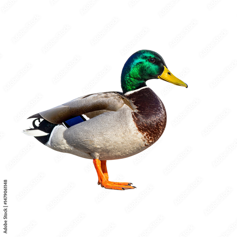 Obraz premium mallard duck stands gracefully, showcasing its striking green head, brown chest, and orange feet. This beautiful bird is often found in wetlands and parks, embodying nature charm