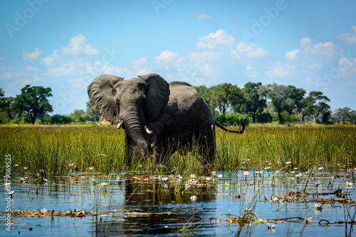 Canvas Print African bush elephant (Loxodonta africana) feeding amongst blue water lilies (Nymphaea nouchali in the waters of the Okavango Delta