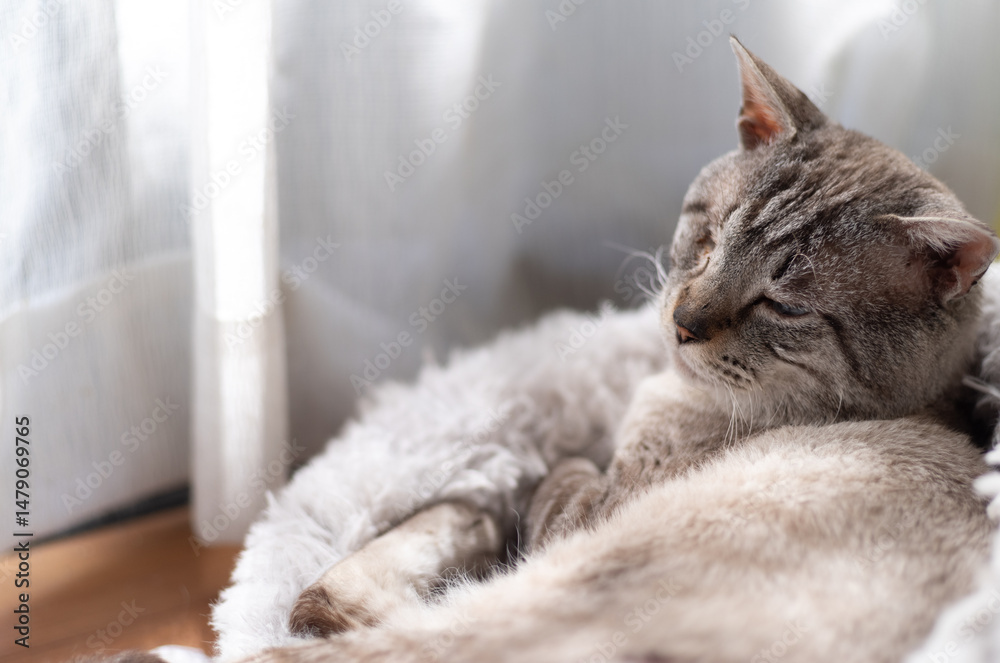 Obraz premium 窓辺でこちらを見つめる可愛い猫 シャムトラ猫 