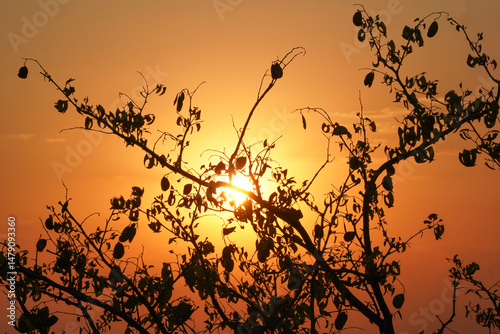 Sonnenuntergang durch wilde Büsche in Namibia