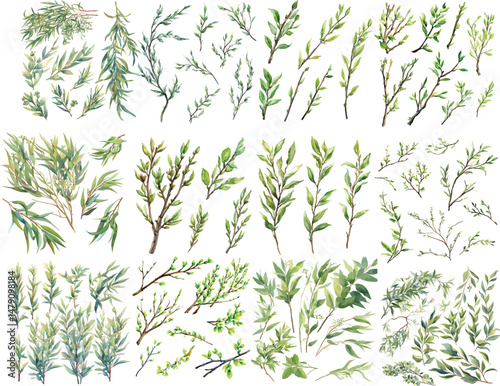 willow branch watercolor clipart