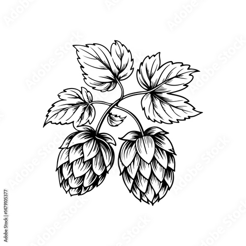 Illustration of beer hop in engraving style. Design element for poster, card, banner, sign, logo.