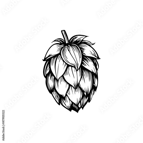 Illustration of beer hop in engraving style. Design element for poster, card, banner, sign, logo.