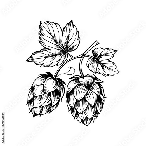 Illustration of beer hop in engraving style. Design element for poster, card, banner, sign, logo.