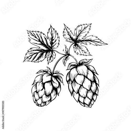 Illustration of beer hop in engraving style. Design element for poster, card, banner, sign, logo.